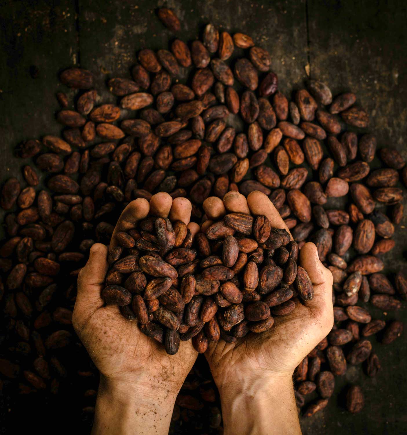 Mans sostenint grans de cacau secs, matèria primera essencial per a l’elaboració de xocolata Bean to Bar.