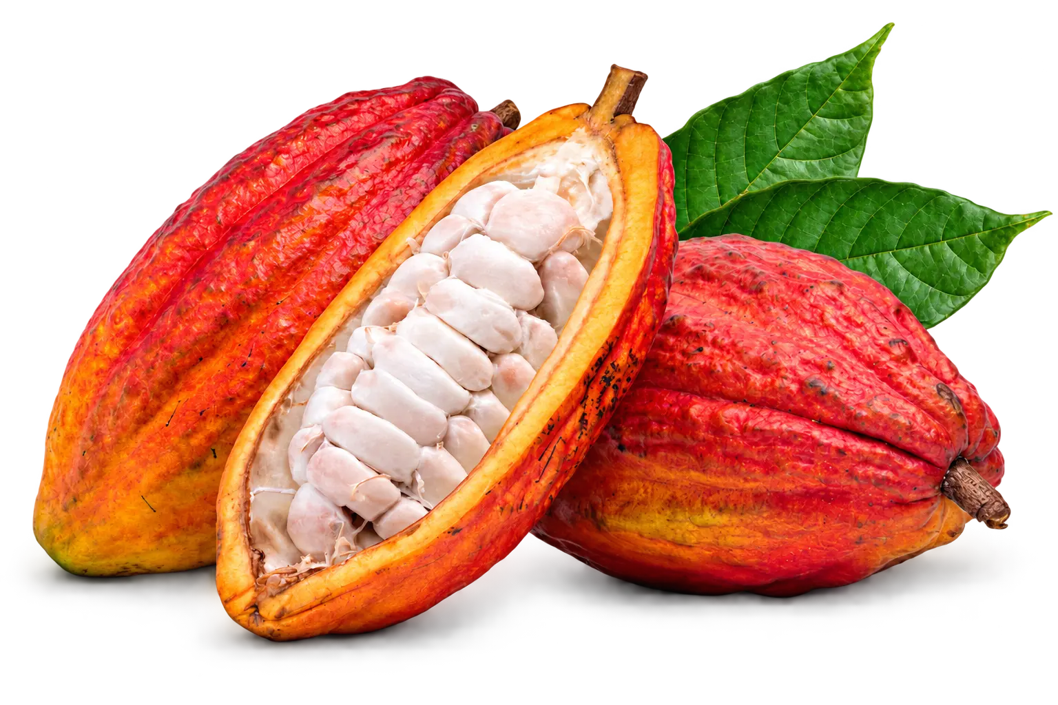 Mazorques de cacau madures i obertes amb grans, matèria primera utilitzada en cursos de xocolata i formació Bean to Bar.