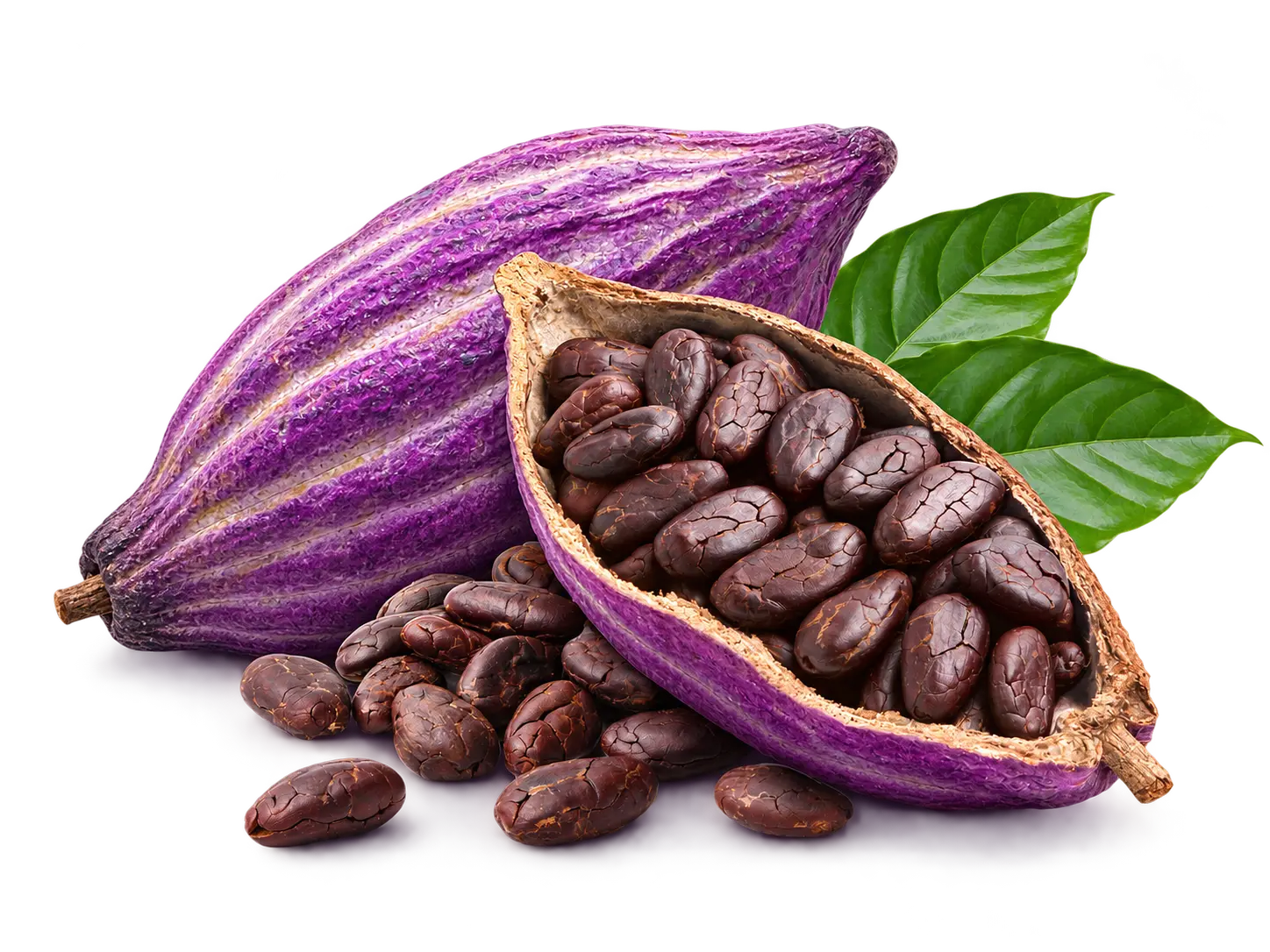 Panotxa de cacau oberta amb grans de cacau, matèria primera essencial per elaborar xocolata Bean to Bar.