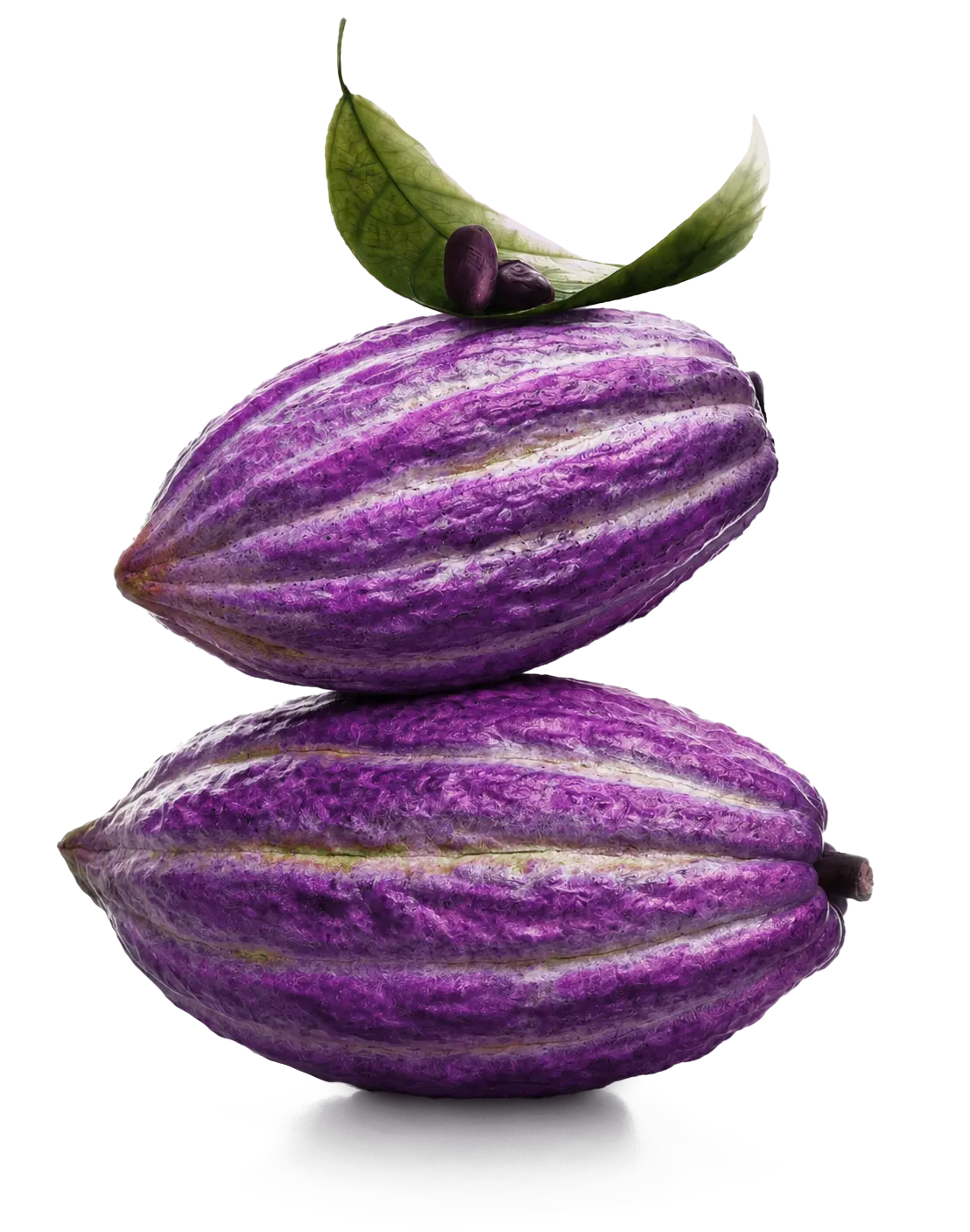 Panotxes de cacau morades amb grans de cacau i fulles verdes, origen del procés d'elaboració de xocolata Bean to Bar.