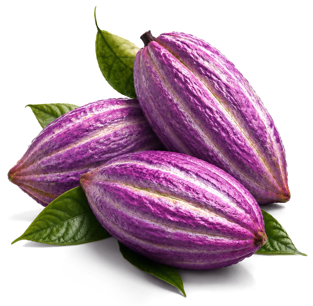 Mazorques de cacau morades amb fulles verdes, matèria primera per elaborar xocolata artesanal i Bean to Bar.